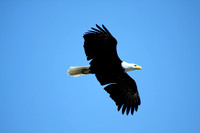 Bald Eagle, Seabeck, Washington